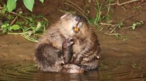 Beavers-in-devon