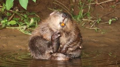 Beavers-in-devon