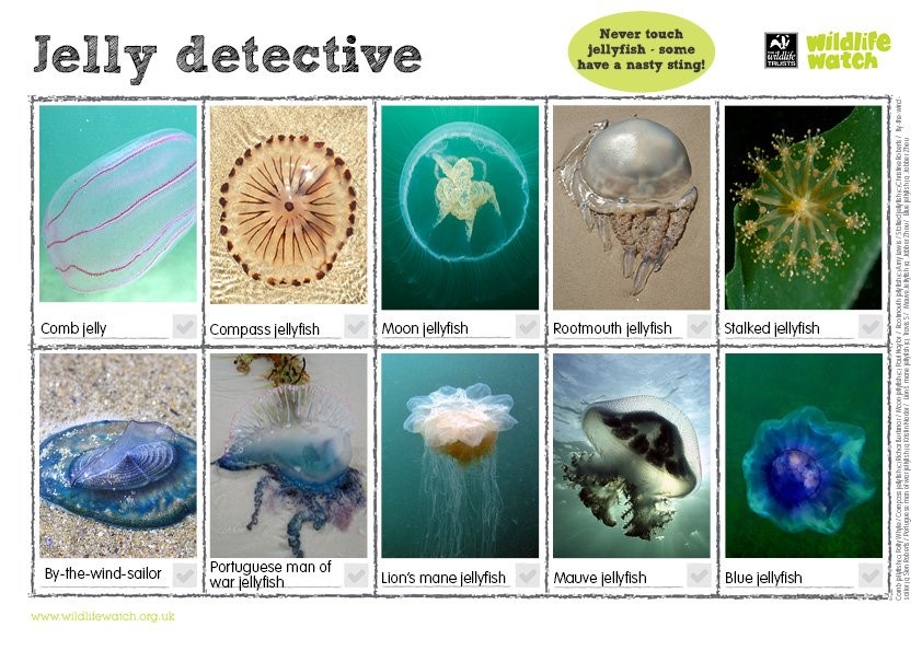 jellyfish-identification-guide